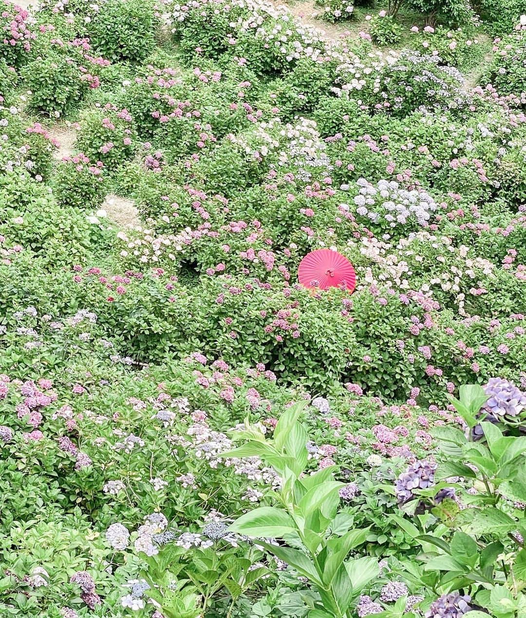 藤崎奈々子さんのインスタグラム写真 - (藤崎奈々子Instagram)「⁡ . ⁡ 紫陽花の季節がやってきた！ という訳で、ちょっとドライブがてら服部農園あじさい屋敷にお出かけ 今年もとっても綺麗だった𖧷 ⁡・ コロナ中は全く行ってなかったんだけど、なんならコロナ前より紫陽花の密度が詰まっていたような… ⁡ 何はともあれ、綺麗なお花に囲まれて幸せなプチトリップでした  7月上旬までが開催時期になるので、お早めに！ ・ ⁡ 服部農園あじさい屋敷 ＿＿＿＿＿＿＿＿＿＿＿＿＿＿＿＿ アクセス ⁡ 電車の場合 ⁡ ＪＲ外房線茂原駅よりタクシーで１０分 ⁡ 自動車の場合 ⁡ 圏央道茂原長南インターチェンジより茂原方面へ 南総広域農道沿い 駐車場120台 ＿＿＿＿＿＿＿＿＿＿＿＿＿＿＿＿ ・ #旅行好き女子 #旅行好き #大人旅 #小旅行 #服部農園あじさい屋敷  #女子旅 #カメラ旅 #国内旅行 #ナナタビ #ナナコタビ #大人の絶景旅 #タビジョ #あじさい屋敷 #週末おでかけ」6月20日 19時38分 - nanakofujisaki