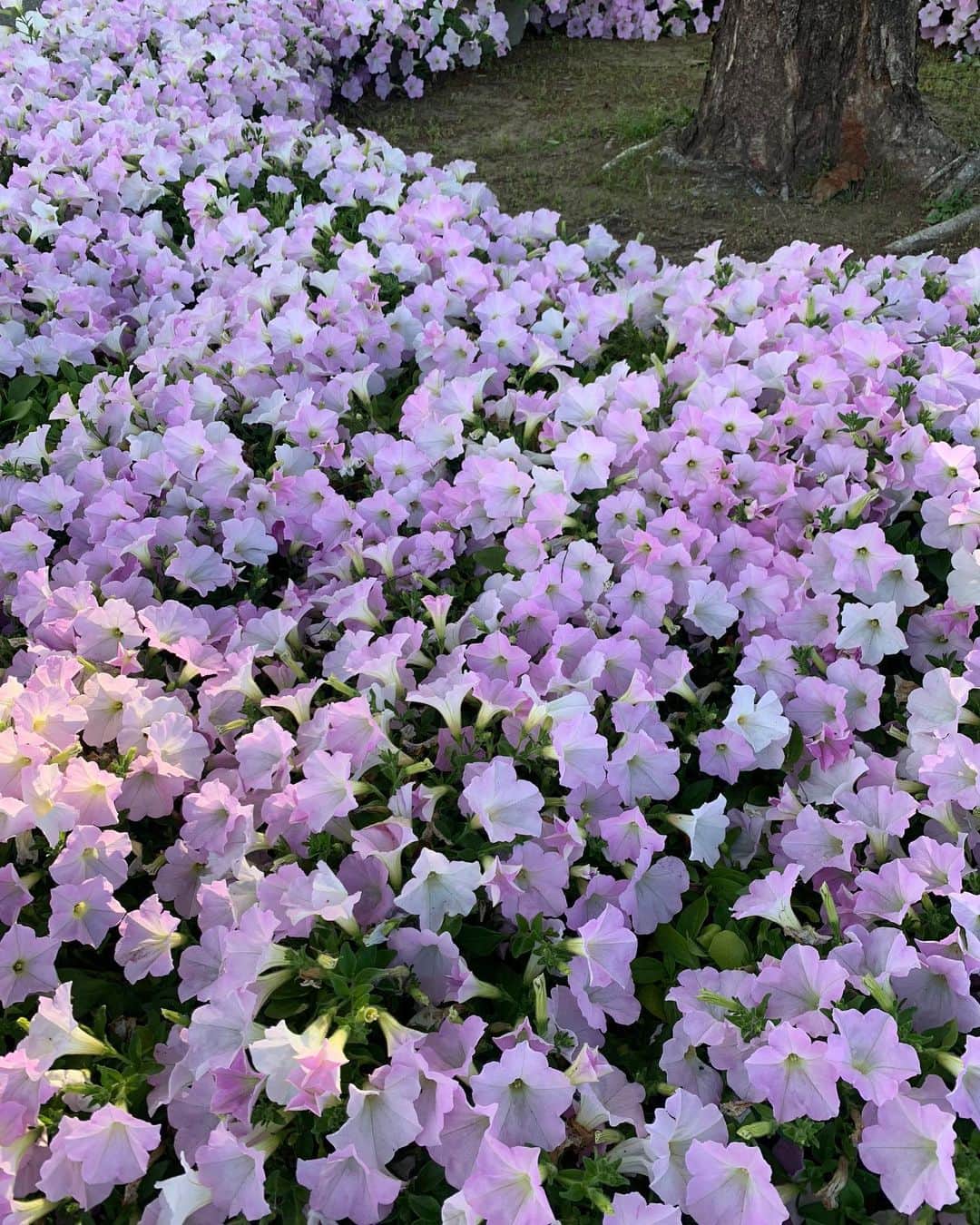 高野桃子さんのインスタグラム写真 - (高野桃子Instagram)「暖候期はお花、寒候期はイルミネーションで綺麗🌼あしフラ。お花が多彩で素敵〜！！年一回は必ず行く場所  #足利フラワーパーク #あしかがフラワーパーク #足利市 #あしフラ #はなまっぷ　#モモtravel #momokotabi #トチギモモtrip」6月21日 1時16分 - takano_sd