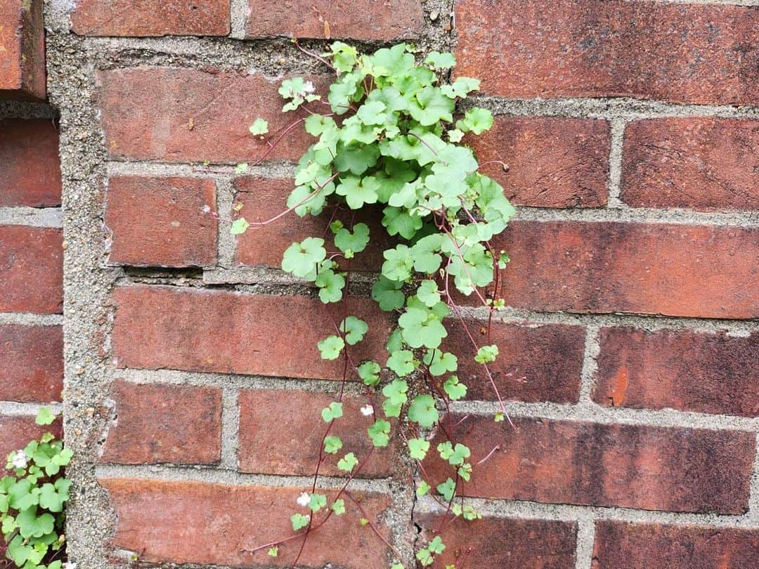 ナカムラ建設さんのインスタグラム写真 - (ナカムラ建設Instagram)「梅雨なのに　いい天気が続きました。 明日からは　曇りや傘マーク、、。 暑いけど晴天が好きですが、、。」6月20日 19時55分 - nakamura_kensetsu