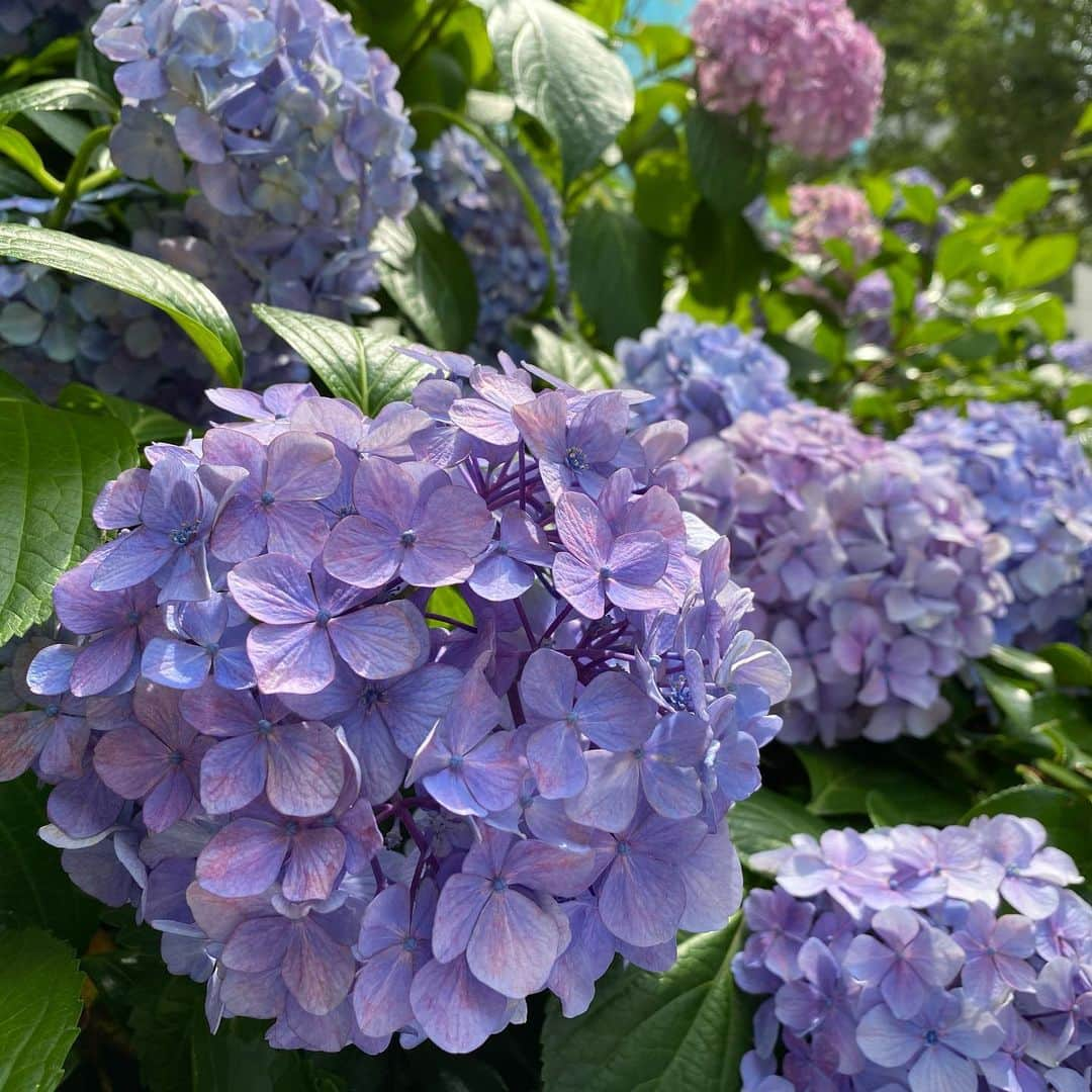 井上富美子のインスタグラム：「近くにいたので 久しぶりに日枝神社へ  紫陽花が綺麗でした☺️  本殿と猿田彦神社へ 御参りした際 心地良い風が吹いて なんだかとても清々しい 気持ちになりました 𓏲𓂅𓂅🍃  溜池山王は新人の頃 初めて週5のレギュラーで通った思い出の場所  私のパワースポットの ひとつです  #日枝神社 #おみくじは #中吉 #溜池山王 #赤坂」