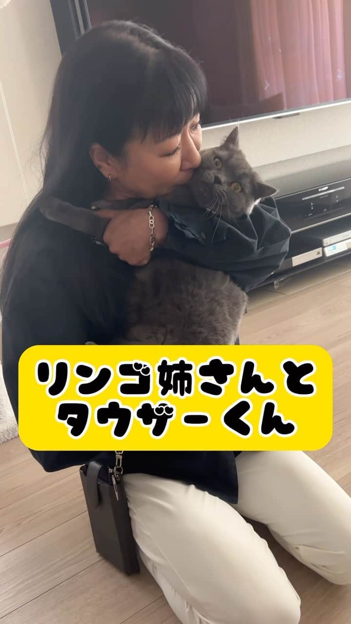 堀川絵美のインスタグラム：「【リンゴ姉さん】 タウザー君、病院へ行く🍎  あのリュック可愛すぎる！！  #猫 #猫のいる暮らし #スコティッシュフォールド #むらい動物病院  #タウザー #リンゴ姉さん」