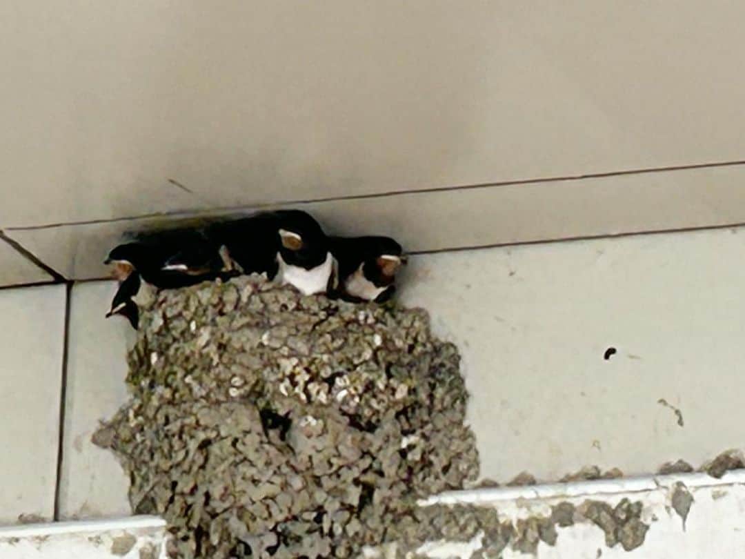 牧野誠三さんのインスタグラム写真 - (牧野誠三Instagram)「駅の通路に毎年巣を構える燕。今年も元気です！というか、例年は4羽位のヒナ達が口を開けて餌を待っているのですが‥‥？ いつもの巣には‥‥7羽？８羽は居ないようにも。倍のお子さんに、親鳥は巣の外（笑） 燕の住宅事情はよろしく無いようで。元気に、巣から落ちないように育ってね！ #燕 #燕の巣 #つばめのひなたち #ヒナ #狭小住宅 #元ytvアナウンサー #元読売テレビ #牧野誠三」6月20日 20時46分 - makino_seizo_freeter