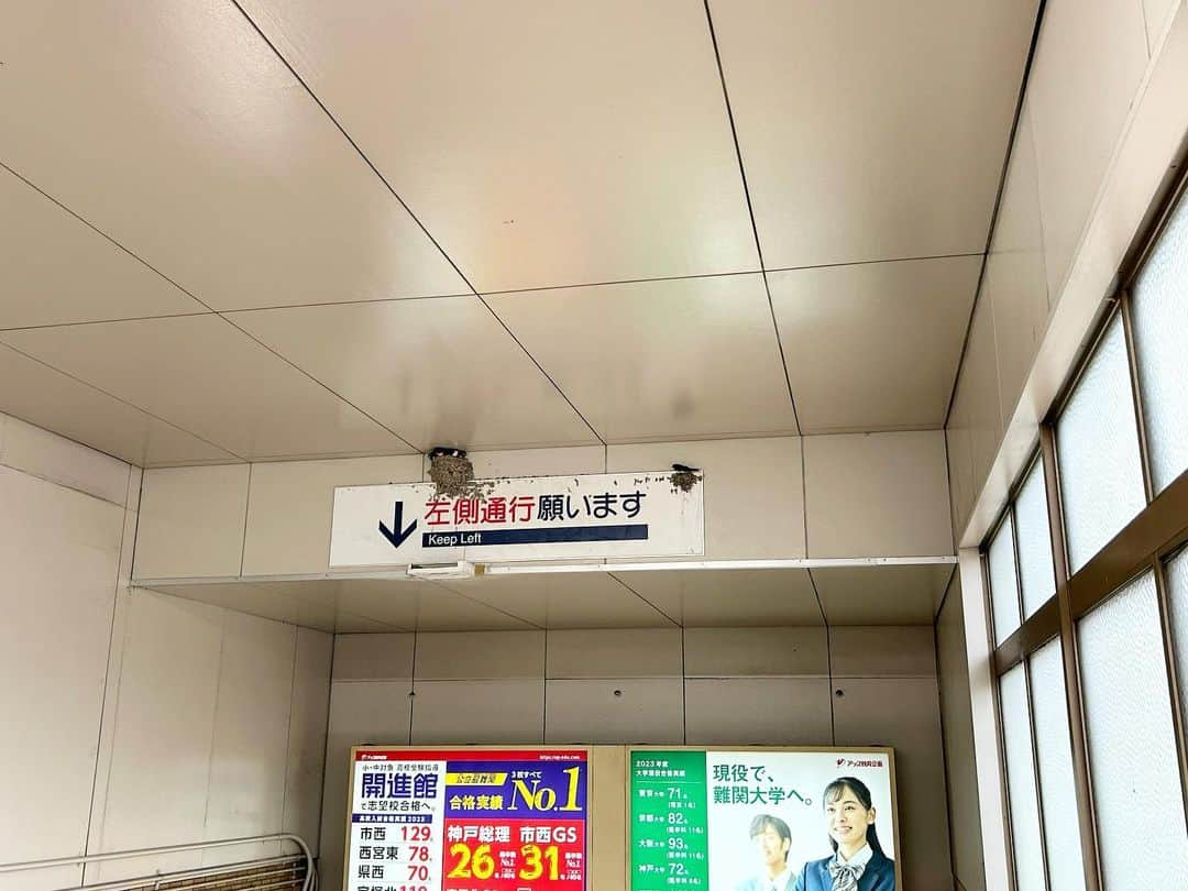 牧野誠三のインスタグラム：「駅の通路に毎年巣を構える燕。今年も元気です！というか、例年は4羽位のヒナ達が口を開けて餌を待っているのですが‥‥？ いつもの巣には‥‥7羽？８羽は居ないようにも。倍のお子さんに、親鳥は巣の外（笑） 燕の住宅事情はよろしく無いようで。元気に、巣から落ちないように育ってね！ #燕 #燕の巣 #つばめのひなたち #ヒナ #狭小住宅 #元ytvアナウンサー #元読売テレビ #牧野誠三」