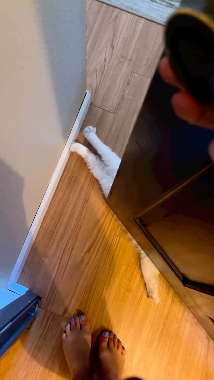 Cute Pets Dogs Catsのインスタグラム：「“Because sometimes, moving out of the way of the door is simply too much to ask.” 😄  Credit: awesome @littlemissprincessnova  Check them out. 😊  For all crediting issues and removals pls DM .  Note: we don’t own this video, all rights go to their respective owners. If owner is not provided, tagged (meaning we couldn’t find who is the owner), pls DM and owner will be tagged shortly after.  #kitty #cats #kitten #kittens #kedi #katze #แมว #猫 #ねこ #ネコ #貓 #고양이 #Кот #котэ #котик #кошка#cutecats #meow #kittycat #catinstagram #catsclub #caturday #catsofig #bestmeow #exellent_」