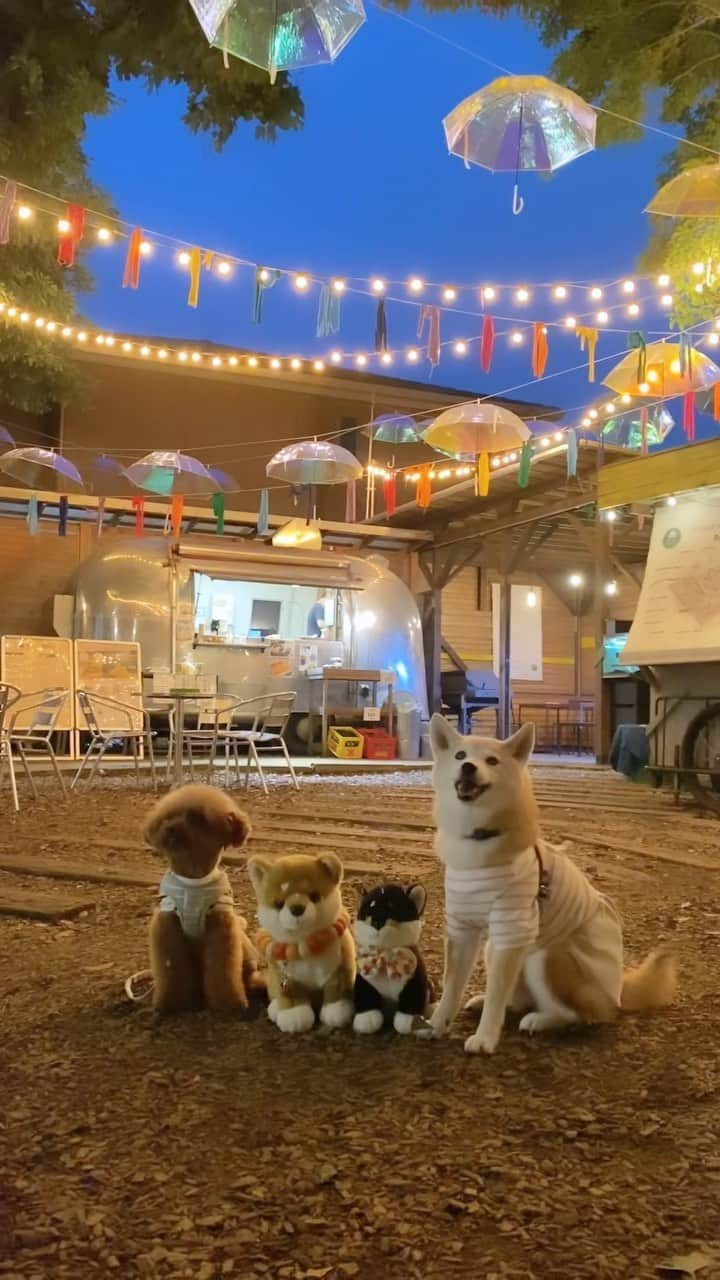 柴犬 けんしろう ゆりあのインスタグラム：「☂️🐶🐶🌈🐶🐶☂️  まろんさんのバースデーパーティーの後 お散歩がてら夜の椿森コムナへ🐕💨  夜の虹色アンブレラスカイ☂️🌈 幻想的ですごくきれいでした✨  みんなで記念撮影したり夕食食べたり🍔 ほぼ貸切で満喫できました🥰  そして、ハンバーガーをしっかり食べたのに 帰りがけに焼き鳥屋でテイクアウトしちゃう我ら😂  少食のまろゆりが食べるかわからないからと 1本だけ鶏もも肉串をお願いしたら この日1番の食いつきをみせるにぴき😋😋  こんなに喜んでくれるなんて 来月は焼き鳥パーティーかな？😊  #椿森コムナ #アンブレラスカイ #まめまろけんゆり #みんなB型」