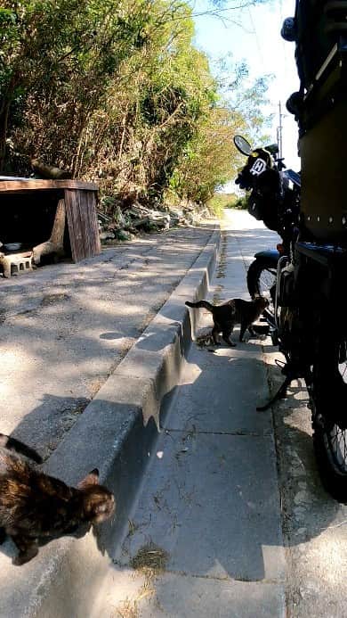 感動猫動画のインスタグラム：「道路脇にいた野良猫を撫でる #猫島 #野良猫 #Cat #猫 #子猫 #kitten #catisland」