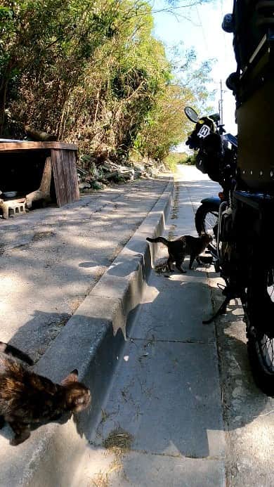 感動猫動画のインスタグラム