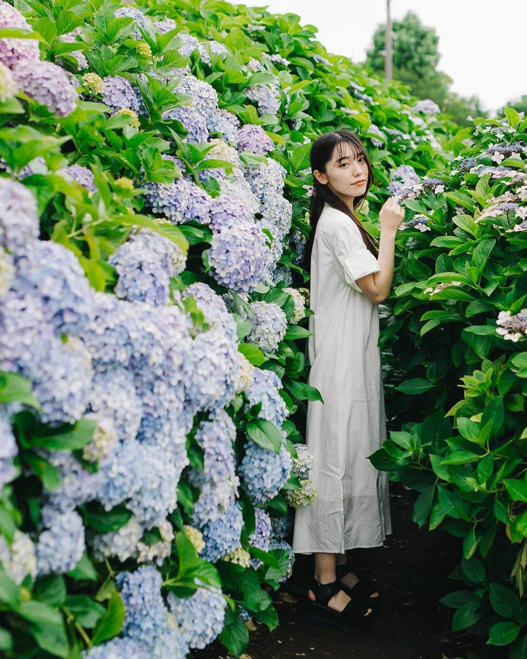 林花音さんのインスタグラム写真 - (林花音Instagram)「紫陽花の色って、 土の成分で決まるって教えてもらった事があるけど本当かな☔️🤔 ・ ・ ・ ・ ・ ・ ・ ・ ・ ・ ・ ・ #紫陽花 #ポートレート #ポトレ撮影 #紫陽花ポートレート #あじさい #作品撮りモデル #ポートレートしま専科 #東京カメラ部 #ポトレ女子 #黒髪女子 #jp_portrait部」6月20日 21時28分 - _0403_h