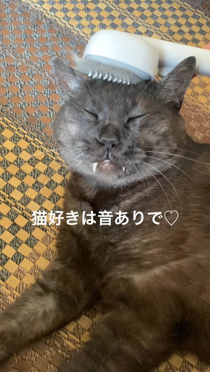 のインスタグラム：「猫好きは、ぜひ、音ありで。 かわいい… . #ブラッシング #猫」