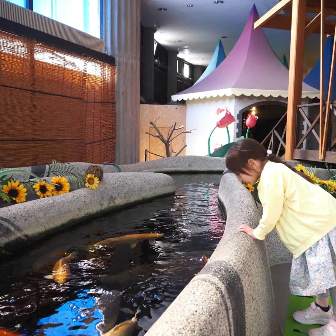 Kuboi Ayumiさんのインスタグラム写真 - (Kuboi AyumiInstagram)「日本一標高の高い「天空水族館」へ！  蓼科の山奥にパルテノン神殿をイメージした水族館があるのをご存じでしょうか。  水族館が大好きで、日本各地の水族館に行っているのですが 今回は「蓼科アミューズメント水族館」へ。 標高1,750ｍにある日本一標高の高い水族館なんです。 北八ヶ岳ロープウェイ隣にある長野県唯一の水族館です。  世界最大級の淡水魚「ピラルク」や、ウーパールーパーがいたり。 ファインディング・ニモやドリーのモデルになった魚や、しっぽにミッキー模様のある魚を見つけて 娘たちは楽しそう。  観察シートを持ちながら、水族館をまわって楽しんできました。  館内はレトロでアットホームな雰囲気でした。 ドッグランもあるので、ワンちゃんと一緒にも楽しめます。 長野旅行の予定がある方はチェックしてみてはいかがでしょう。  ■蓼科アミューズメント水族館 長野県茅野市北山4035-2409 0266-67-4880  ○+●+○+●+○+●+○+●+○+●+○+●+○+●  @himekagami　←　click♡  簡単＆時短ごはん、育児情報など発信中！ 投稿が気に入ったら保存&フォローしていただけるとうれしいです。 いつもありがとうございます(^^)  ○+●+○+●+○+●+○+●+○+●+○+●+○+●  #水族館 #ドライブ #蓼科観光 #蓼科 #長野 #長野県 #長野旅行 #長野観光 #アウトドア #子連れ旅行 #子供とお出かけ #子連れスポット #カクレクマノミ #ナンヨウハギ #ドックラン」6月20日 21時40分 - himekagami