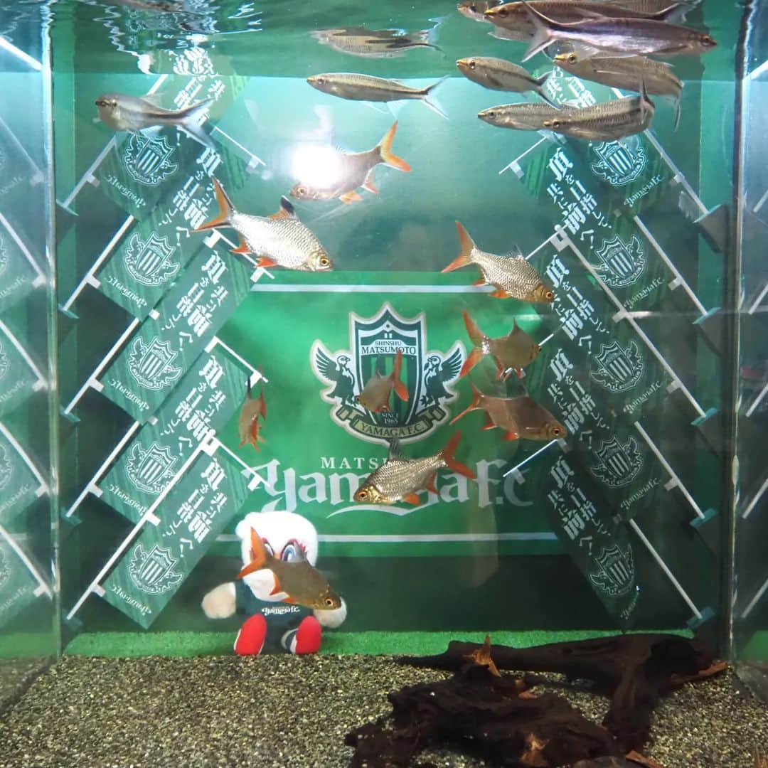 Kuboi Ayumiさんのインスタグラム写真 - (Kuboi AyumiInstagram)「日本一標高の高い「天空水族館」へ！  蓼科の山奥にパルテノン神殿をイメージした水族館があるのをご存じでしょうか。  水族館が大好きで、日本各地の水族館に行っているのですが 今回は「蓼科アミューズメント水族館」へ。 標高1,750ｍにある日本一標高の高い水族館なんです。 北八ヶ岳ロープウェイ隣にある長野県唯一の水族館です。  世界最大級の淡水魚「ピラルク」や、ウーパールーパーがいたり。 ファインディング・ニモやドリーのモデルになった魚や、しっぽにミッキー模様のある魚を見つけて 娘たちは楽しそう。  観察シートを持ちながら、水族館をまわって楽しんできました。  館内はレトロでアットホームな雰囲気でした。 ドッグランもあるので、ワンちゃんと一緒にも楽しめます。 長野旅行の予定がある方はチェックしてみてはいかがでしょう。  ■蓼科アミューズメント水族館 長野県茅野市北山4035-2409 0266-67-4880  ○+●+○+●+○+●+○+●+○+●+○+●+○+●  @himekagami　←　click♡  簡単＆時短ごはん、育児情報など発信中！ 投稿が気に入ったら保存&フォローしていただけるとうれしいです。 いつもありがとうございます(^^)  ○+●+○+●+○+●+○+●+○+●+○+●+○+●  #水族館 #ドライブ #蓼科観光 #蓼科 #長野 #長野県 #長野旅行 #長野観光 #アウトドア #子連れ旅行 #子供とお出かけ #子連れスポット #カクレクマノミ #ナンヨウハギ #ドックラン」6月20日 21時40分 - himekagami