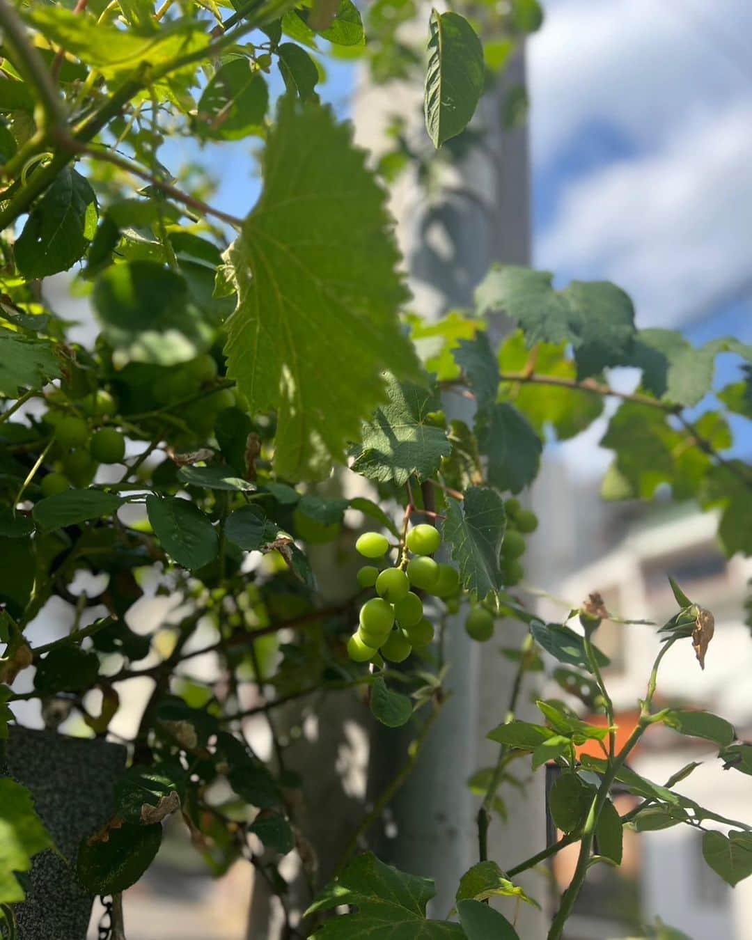 キャシー中島さんのインスタグラム写真 - (キャシー中島Instagram)「*  鳥さんが落とした種から出てきた葡萄が🍇今年も実をたくさんつけてくれました。 三茶で葡萄が収穫できるなんて嬉しいわ😃  我が家のお風呂場のタオルはこんな感じでしまっています。 上に置いてるのはタオルケット。 カラフルでしょ❣️ このハイビスカスのタオルはキャシーマムの新しいブランド「アイナハウ」のタオルです。 すごく素敵なタオルよ❤️ 今治のタオル美術館で販売しています♪  今日は#マカナナキャシー の撮影です。 QVCの放送は22日の朝10時から。 今回もオシャレなマカナナスタイルのファッションをご紹介します。  夜は勝野パパと農口さんの美味しいお酒で小さな乾杯をします。 屋上で話をしながら飲みましょうね❤️  今日もハッピーな1日でした❣️」6月20日 23時37分 - official_kathynakajima