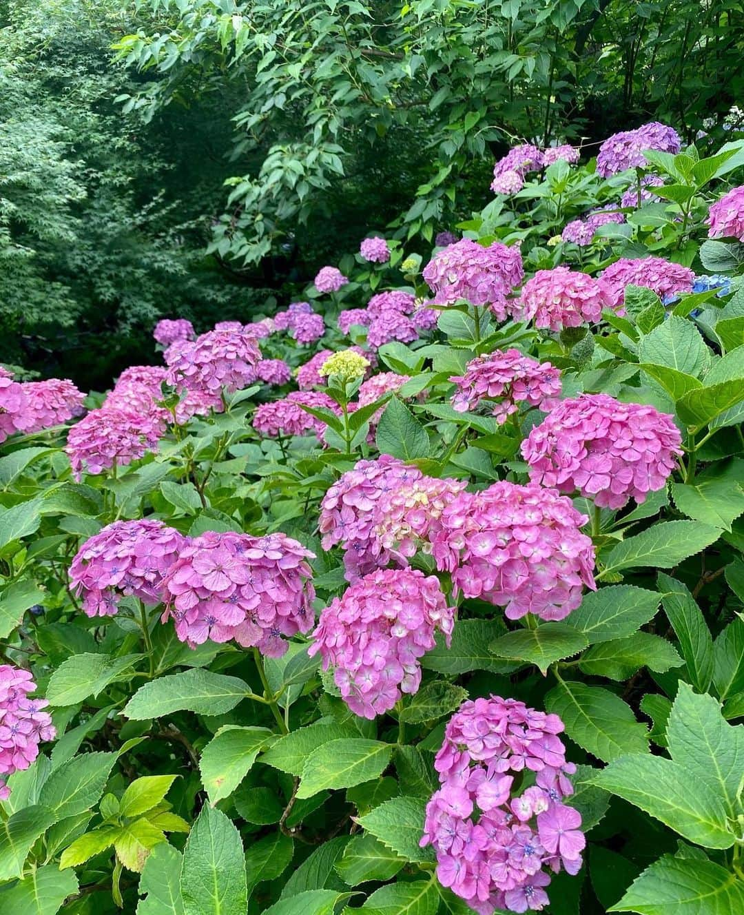 関谷亜矢子のインスタグラム：「紫陽花、間に合ったー🥰  #鎌倉 #紫陽花 #明月院 #長谷寺 #海が見える  #鶴岡八幡宮  #おとなの遠足  やっぱり #鎌倉ビール」