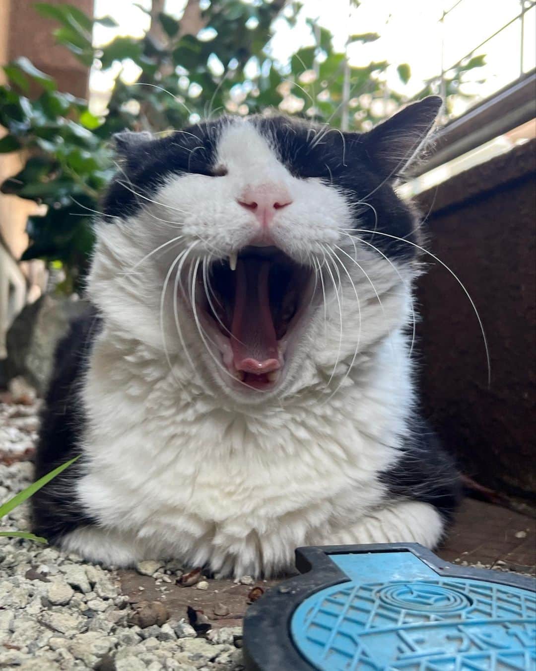 Kachimo Yoshimatsuさんのインスタグラム写真 - (Kachimo YoshimatsuInstagram)「おはようイカスミ。 Good Morning Ikasumi.  今朝は、過ごしやすいね。  #うちの猫ら #猫 #ikasumi #ねこ #ニャンスタグラム #にゃんすたぐらむ #ねこのきもち #cat #ネコ #catstagram #ネコ部 http://kachimo.exblog.jp」6月21日 10時25分 - kachimo