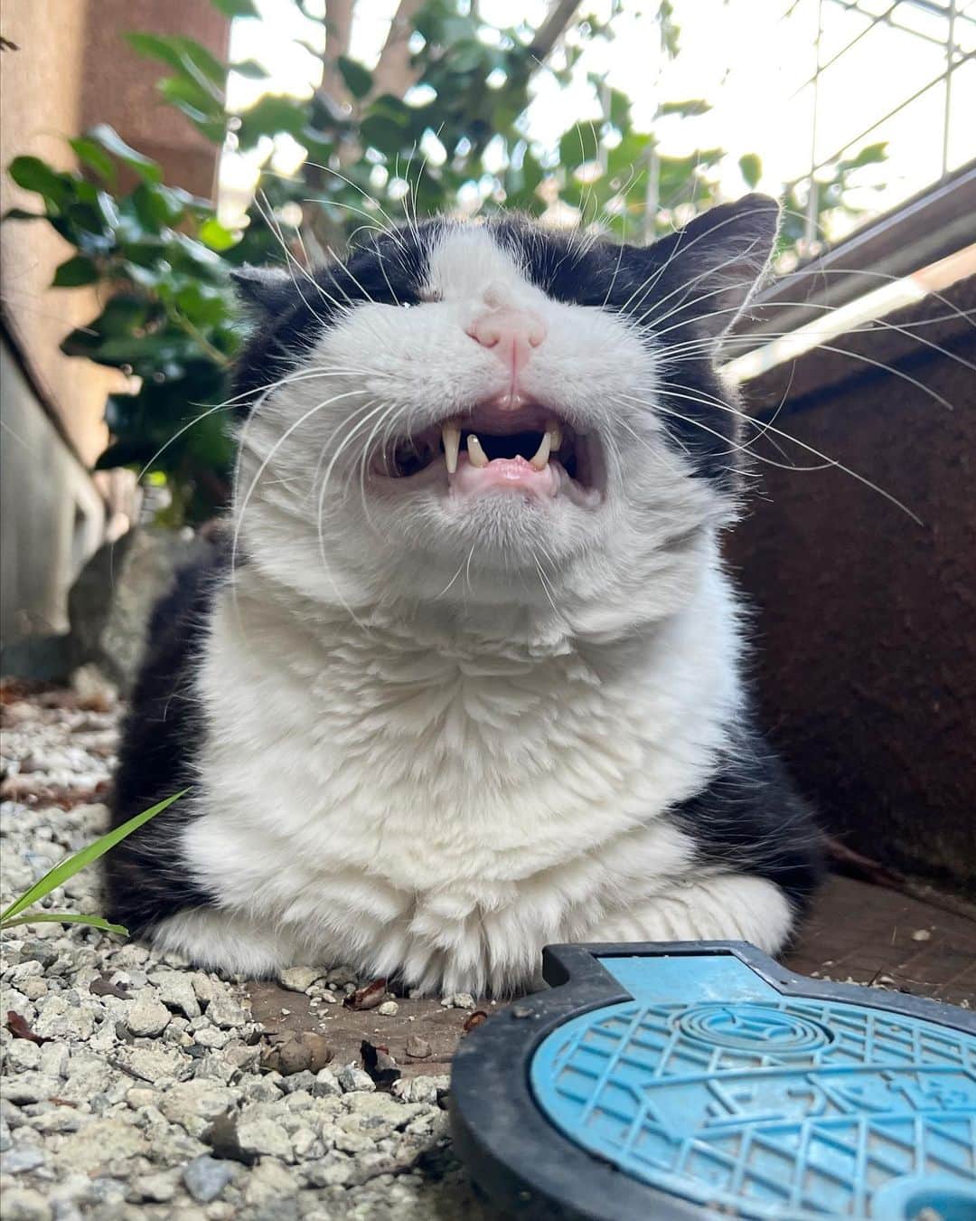 Kachimo Yoshimatsuのインスタグラム：「おはようイカスミ。 Good Morning Ikasumi.  今朝は、過ごしやすいね。  #うちの猫ら #猫 #ikasumi #ねこ #ニャンスタグラム #にゃんすたぐらむ #ねこのきもち #cat #ネコ #catstagram #ネコ部 http://kachimo.exblog.jp」
