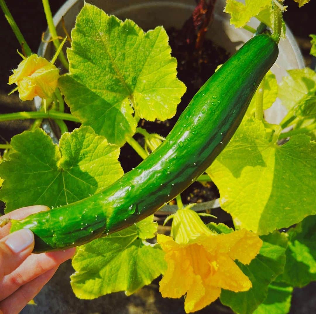 平祐奈さんのインスタグラム写真 - (平祐奈Instagram)「🥒💚💚 ぐっもーにん。 今朝はきゅうりの初収穫が出来て 母と大喜びで佳き目覚めでしたっ☀️  新鮮で瑞々しくてめちゃ美味しいっっ 変わった形のキュウリも愛おしいでしょお  野菜さん達が頑張ってるから私も頑張れる☺︎✌︎  今日も1日元気にいってらっしゃい。 #祐奈の生活日記」6月21日 9時05分 - yunataira_official