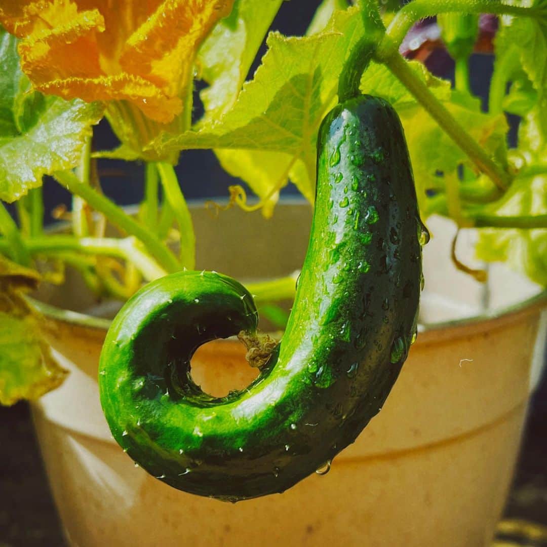 平祐奈さんのインスタグラム写真 - (平祐奈Instagram)「🥒💚💚 ぐっもーにん。 今朝はきゅうりの初収穫が出来て 母と大喜びで佳き目覚めでしたっ☀️  新鮮で瑞々しくてめちゃ美味しいっっ 変わった形のキュウリも愛おしいでしょお  野菜さん達が頑張ってるから私も頑張れる☺︎✌︎  今日も1日元気にいってらっしゃい。 #祐奈の生活日記」6月21日 9時05分 - yunataira_official