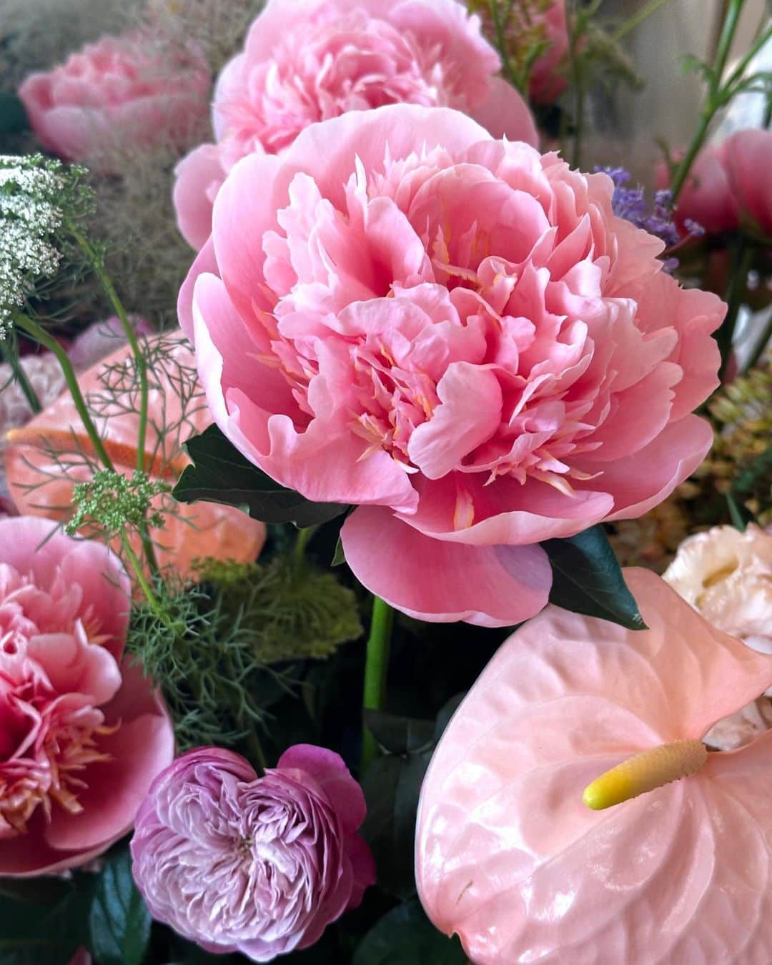 小嶋陽菜さんのインスタグラム写真 - (小嶋陽菜Instagram)「毎日素敵なお花に囲まれて幸せ..🪻🌿  #HLT5th」6月21日 9時09分 - nyanchan22