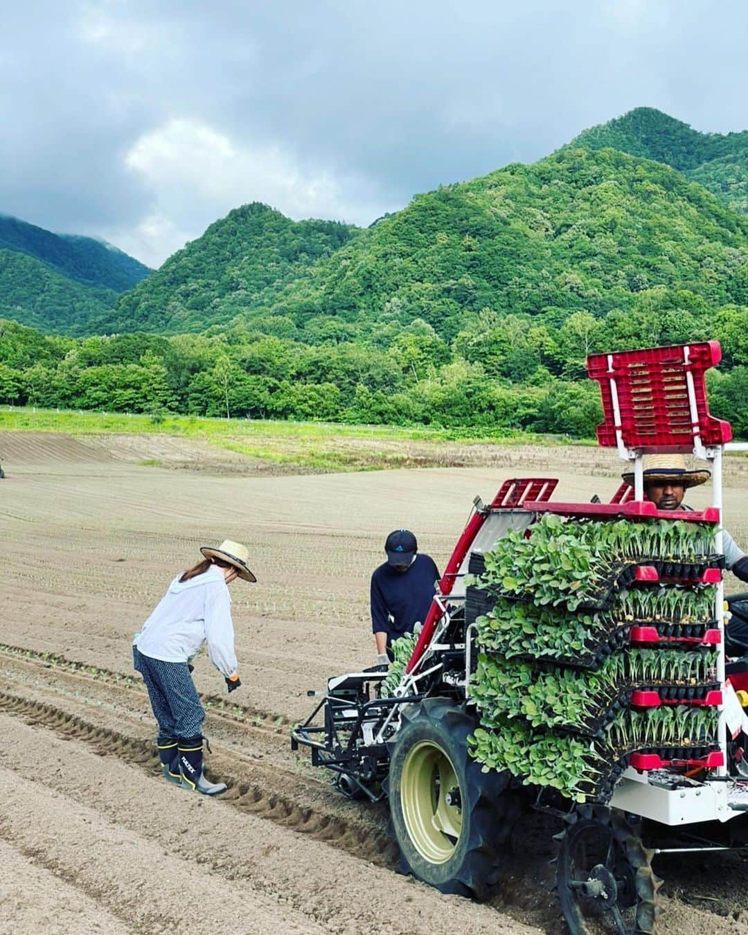 真瀬はるかのインスタグラム：「【突然ですが北海道と真瀬の話🥦】  札幌は今日もいいお天気☀️ 皆様いかがお過ごしですか？？  今週もありがたく北海道札幌の地で舞台に立たせていただける幸せに感謝感謝な訳ですが🙏  真瀬が初めて北海道の地に降りたったのは宝塚音楽学校の修学旅行。 あの頃はひたすらに若かった。笑  それ以来全然ご縁はない土地だったんですが、ここ数年で一気に真瀬の中で身近な所になりまして。  アンマスクドで公演に来たのももちろん理由のひとつですが  実は平取町の豊糠という所でブロッコリー🥦畑のお手伝いさせてもらったりしつつ、交流を持たせてもらってるんです！  何度かご紹介している岡山県の棚田でのお米作りとはまた全然雰囲気違って、北海道のブロッコリー畑はまず何より面積が段違い過ぎて笑った😂  2枚目のお写真で分かるように、こんな感じの畑なもんで、無の境地でひたすら往復しながら植え付けしたり、収穫したり、、、  この時は植え付けのお手伝いをさせて貰ったんですが  もっっちろん植えて終わりではないし、そこから天候には左右されるし、動物たちも狙ってるし、色々な手間暇エネルギーが費やされてやっとひとつの食物が出荷できる状態になる、、、  そう思うと、すごくありきたりな言葉になっちゃうけど、食事って本当にひとつひとつ感謝して食べなきゃいけないなって、、、ね。  で、話戻すと、まぁそんなご縁がありまして、今はもう北海道に対して勝手にめちゃくちゃ親近感がある訳です🤗✨  北海道はここから本当に良い季節なので、全国各地からぜひ札幌🧜‍♀️✨遊びに来ていただけたら嬉しいですし、道民の皆様にもぜひぜひこの期間限定の公演を、1人でも多くの方に楽しんで頂けたらなぁ〜とか勝手に思っています💦  いや、お前さんはどの立場の誰なんだ？！みたいなコメントになっちゃいましたが(笑)とにかく勝手に親近感湧いている北海道で今回お仕事できて嬉しいでーす！  美味しいものもあるしね😋へへへ 胃袋何個あっても足りない。笑 胃袋ってどこに売ってますか？笑笑  ではでは今日も 海と空が出会う不思議な世界へと行って参ります🌊✨  皆様も素敵な１日をお過ごしくださいね〜！！  #平取町 #農業 #ブロッコリー畑 #3枚目の写真はおまけ #ラベンダー #最高よね✨ #札幌 #リトルマーメイド  #札幌リトルマーメイド #劇団四季リトルマーメイド  #劇団四季 #真瀬はるか #幸あれ✨」