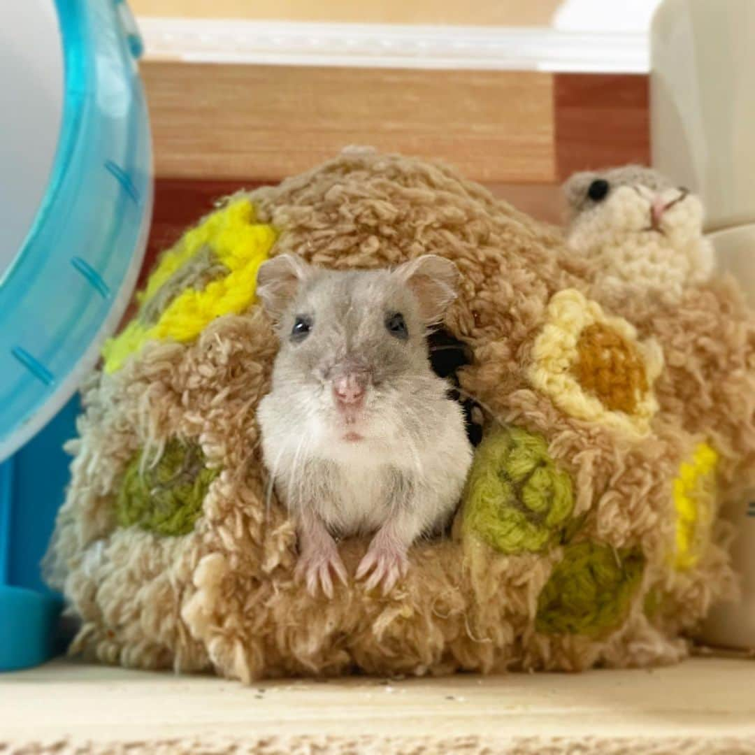 hamster_mocoのインスタグラム