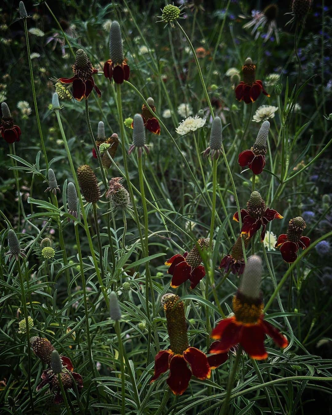 平宮博重さんのインスタグラム写真 - (平宮博重Instagram)「今朝はすごく早く起きたので公園に散歩に行ってきた。11km/1.5h   朝焼けに咲く花が露で綺麗だったので携帯カメラで撮ってみた。  #早起き  #公園散歩」6月21日 9時36分 - hiroshige_narimiya