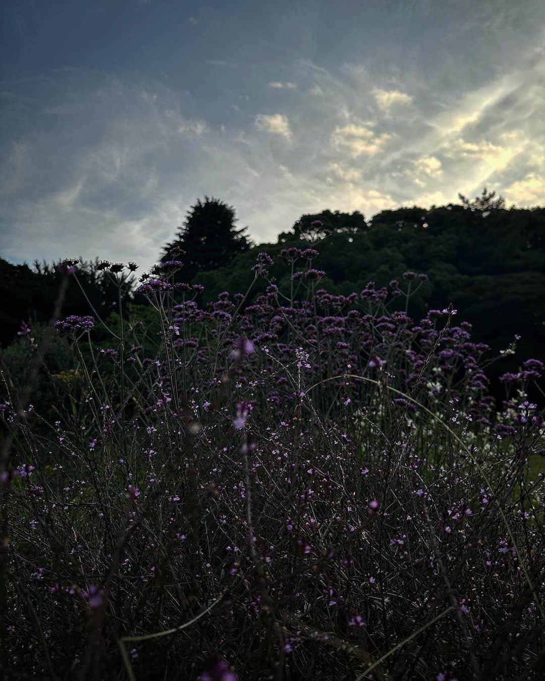 平宮博重さんのインスタグラム写真 - (平宮博重Instagram)「今朝はすごく早く起きたので公園に散歩に行ってきた。11km/1.5h   朝焼けに咲く花が露で綺麗だったので携帯カメラで撮ってみた。  #早起き  #公園散歩」6月21日 9時36分 - hiroshige_narimiya