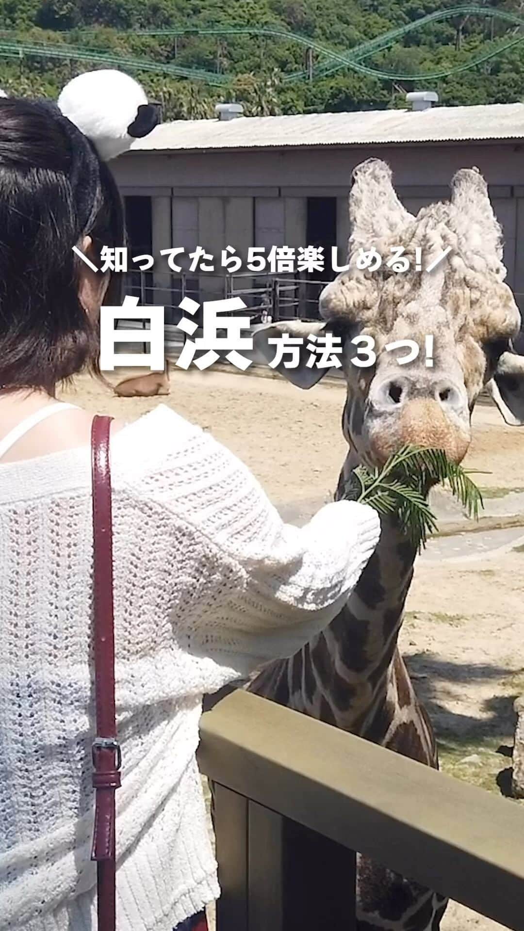 のインスタグラム：「知らなきゃ損【南紀白浜】行く前に知ってたら5倍旅行が楽しくなる方法3つ教えます！   和歌山を知り尽くした地元民が1泊2日の南紀白浜旅行に行ったら絶対に外せない観光スポット7つを厳選！白浜への旅行を楽しむための情報をお届けします！夏休みに旅行を考えている人はぜひご覧ください！   皆さまが和歌山の観光スポットについて聞いてみたい質問がありましたらコメントでぜひ教えて下さい！  #Shorts #和歌山 #パンダ #アドベンチャーワールド #白良浜 #円月島」