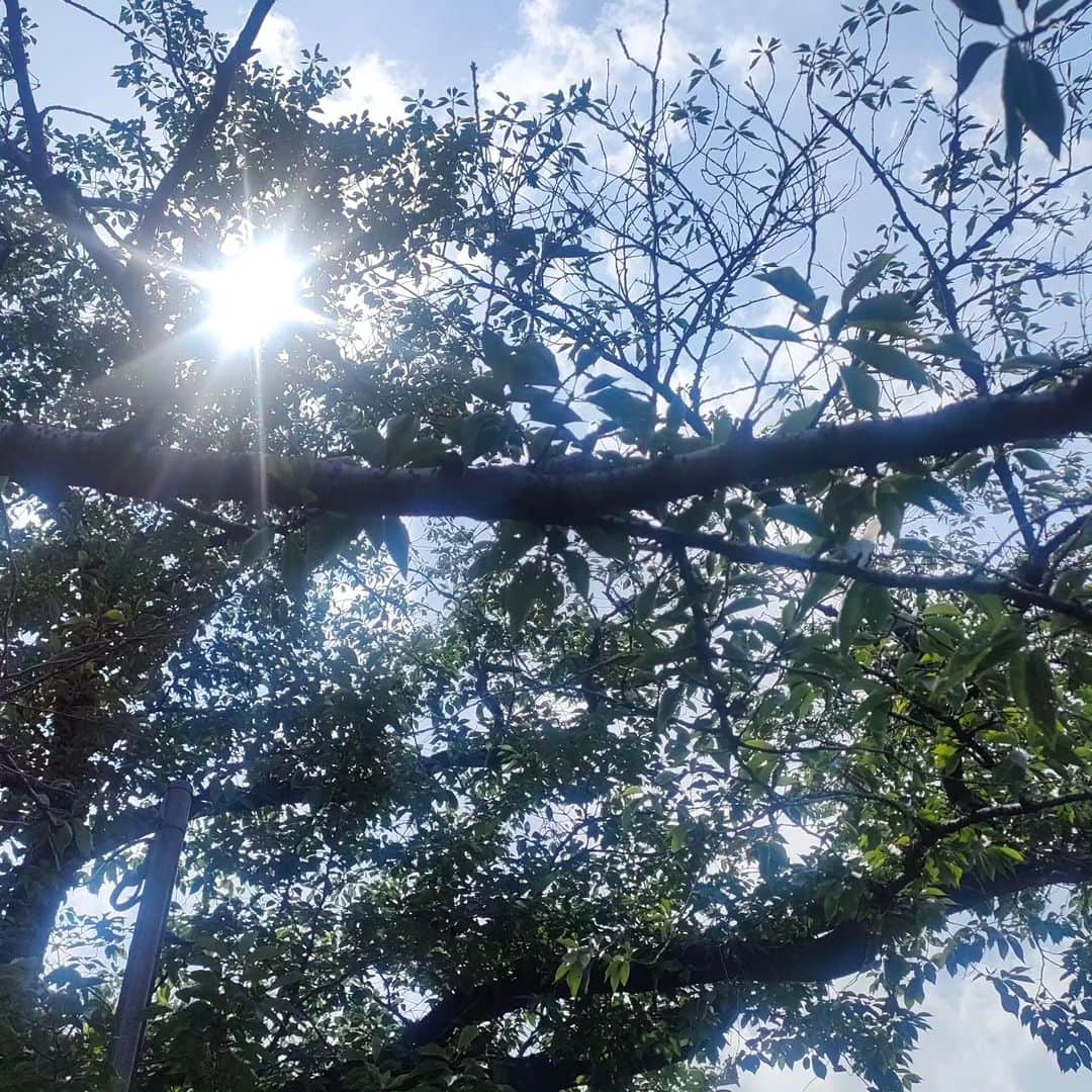 有馬徹さんのインスタグラム写真 - (有馬徹Instagram)「おはようございます。 朝の散歩。太陽、川のせせらぎ、鴨の日光浴に癒されています。  #朝散歩 #朝のルーティン」6月21日 9時47分 - inuarima