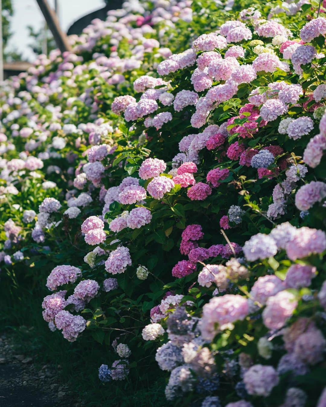 Yuma Takatsukiさんのインスタグラム写真 - (Yuma TakatsukiInstagram)「. . . hydrangea . . . . . . 親知らず抜歯したところがだいぶ腫れてきた。 痛みは下の時よりは断然ましなんやね。 ⁡ そんなことより紫陽花とらららあやちゃんが とても良いのでみてね。 ⁡ それでは今日もお疲れさまでした！ . Japan X-T5／XF33mmF1.4 WR, XF56mmF1.2 WR . -----------------------------------------  ITTOKO写真展『ほな、いっとこ！』 vol.4 　　　　　　　　　　　　　　　〜FIND〜  会期 : 2023.06.28(水)〜07.03(月) 時間 : 12:00〜20:00 　　　(初日は14:00~,最終日は18:00迄) 場所 : イロリムラ 2F 〒 530-0016 大阪府大阪市北区中崎1丁目4番15号  ----------------------------------------- . #fujifilm  #fujifilm_xseries  #富士フイルム  . ―――――――――――――――――――――――――― 関西を中心にフリーランスで活動しています。 Web広告、個人撮影、家族撮影、PR撮影など、 6月以降の撮影依頼募集中です。 ⁡ ⁡Yuma Takatsukiオリジナルプリセットも販売中です。 ⁡プロフィールのポートフォリオサイトからご覧下さい。  またフォトサークルITTOKOという活動をしています。 ⁡ハイライトに色んなイベントをまとめています。 ――――――――――――――――――――――――――」6月21日 9時50分 - yu_umaa06