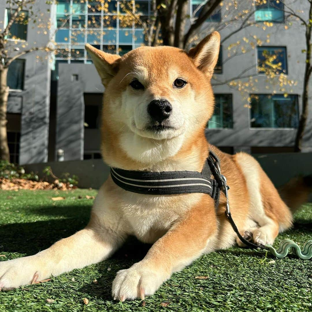 Shibainu Pontaのインスタグラム