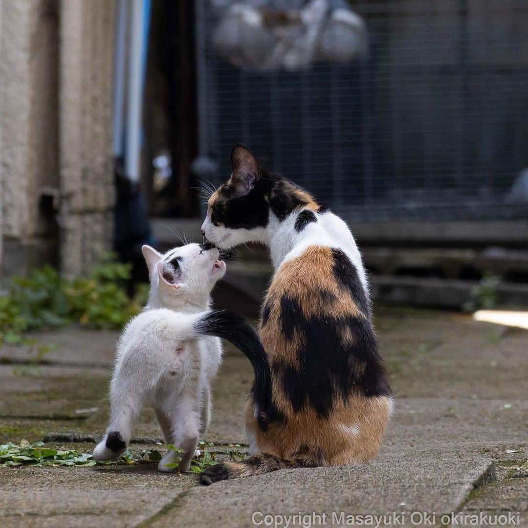 Masayukiのインスタグラム：「家族。  #cat #ねこ #猫 #東京カメラ部 #nekoclub  #mmgtw #my_eos_photo  #yourshotphotographer」