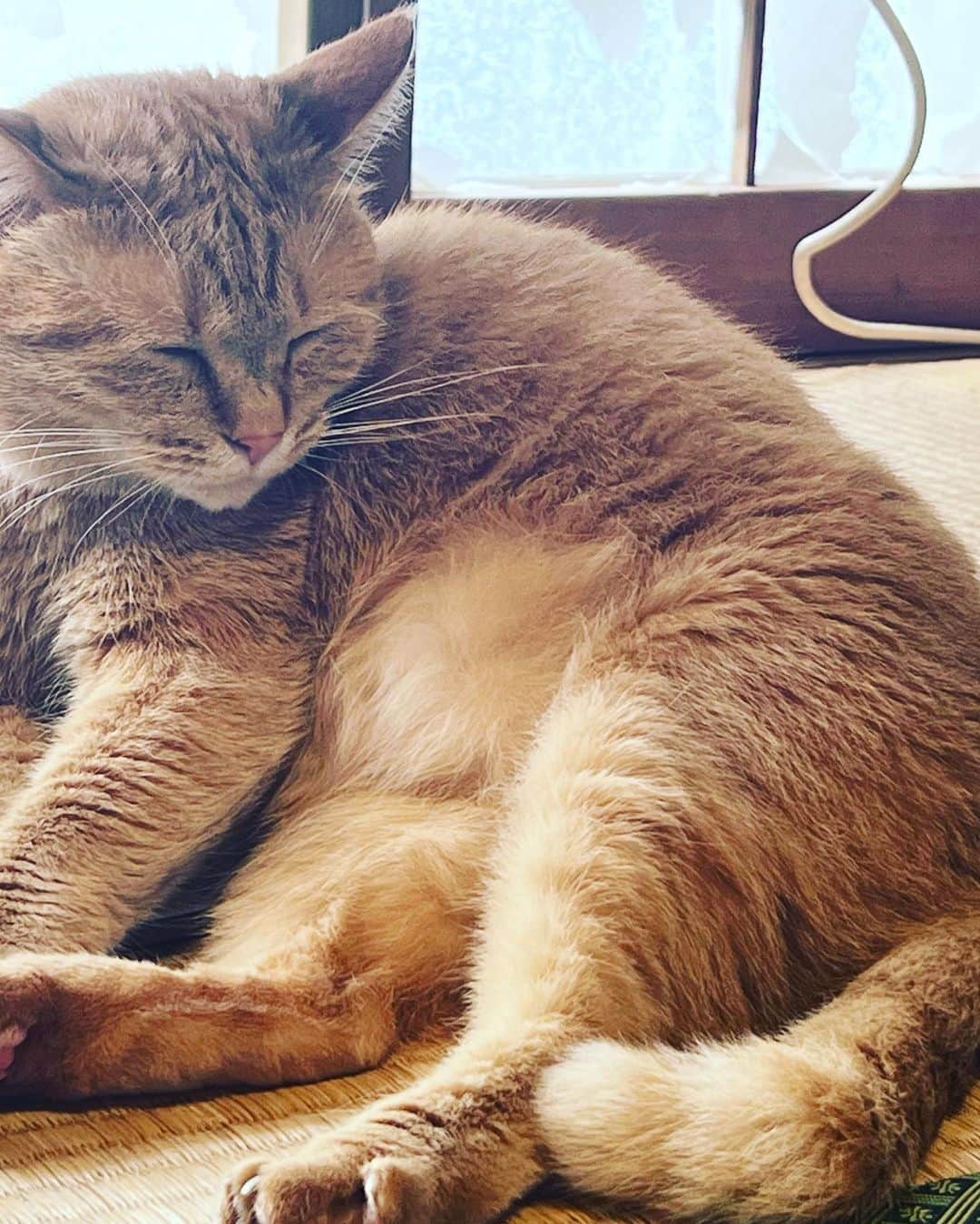 小林唯さんのインスタグラム写真 - (小林唯Instagram)「子猫たち、貰い手がほぼ見つかった。つまり、後遅くとも数週間でこのパラダイスにはいられなくなるのだ。 もちろん，日中家にいない僕は大して世話もしていないので，その辺は彼女に申し訳ない。 そして、ひとりぼっちのポッポちゃんのことを考えれば当然のことだ。 しかし，つらい。  #保護猫 #猫 #子猫 #ねこすたぐらむ #ねこ」6月21日 1時23分 - yui3651