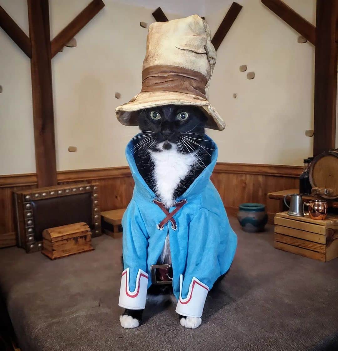 猫コスプレのインスタグラム