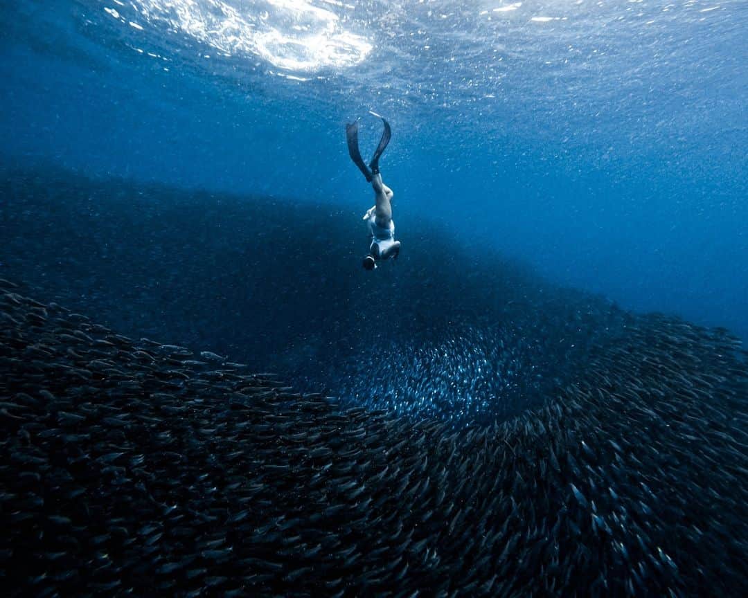 goproのインスタグラム：「Photo of the Day: @tattedbymae found friends + a $250 GoPro Award in the Philippines 🐟 Every piece of content featured on our page is taking home money this summer—submit yours at GoPro.com/Awards.  #GoPro #Diving #FreeDiving #UnderwaterPhotography #Sardines」