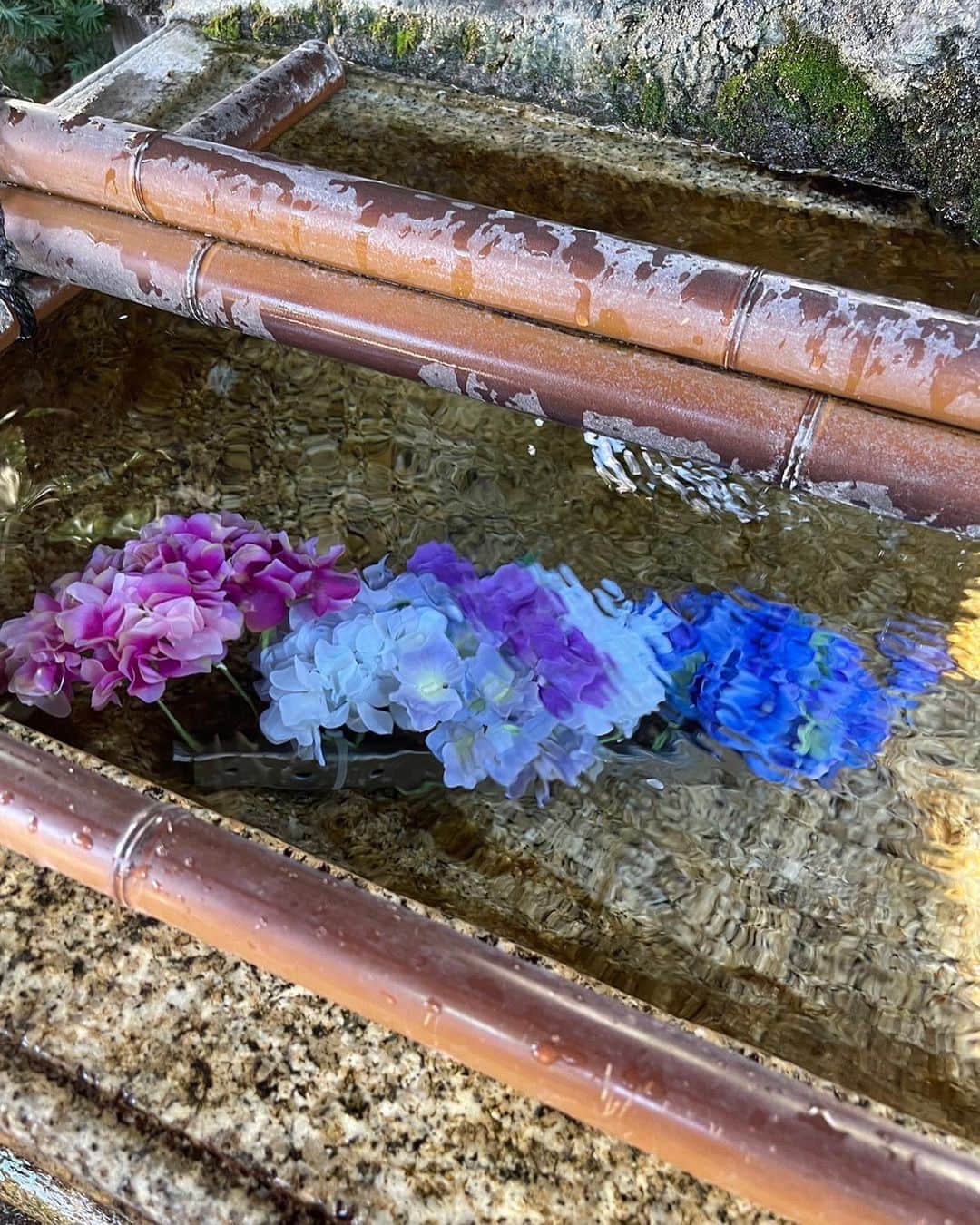 小坂温子さんのインスタグラム写真 - (小坂温子Instagram)「紫陽花🩵 #紫陽花 #とんぼ」6月21日 2時40分 - kosaka_atsuko