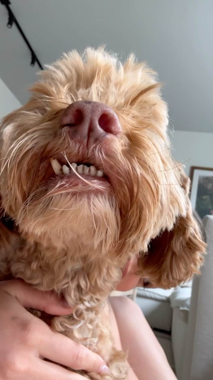 テイラー・ヒルのインスタグラム：「Happy Tate Tuesday! Thank you for all your recommendations on helping Tate takes his meds. Ham is the clear winner!」