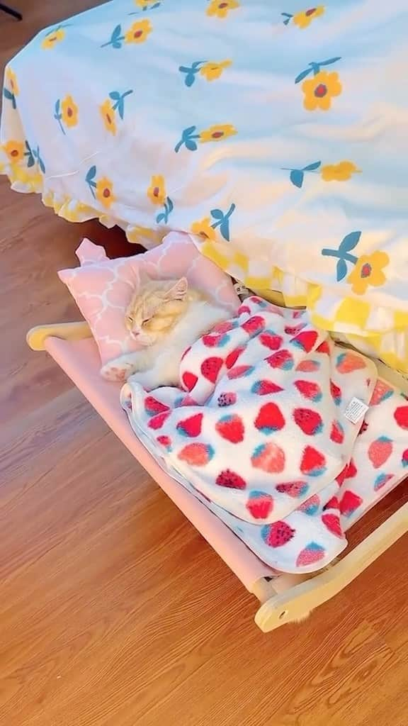 Cute Pets Dogs Catsのインスタグラム