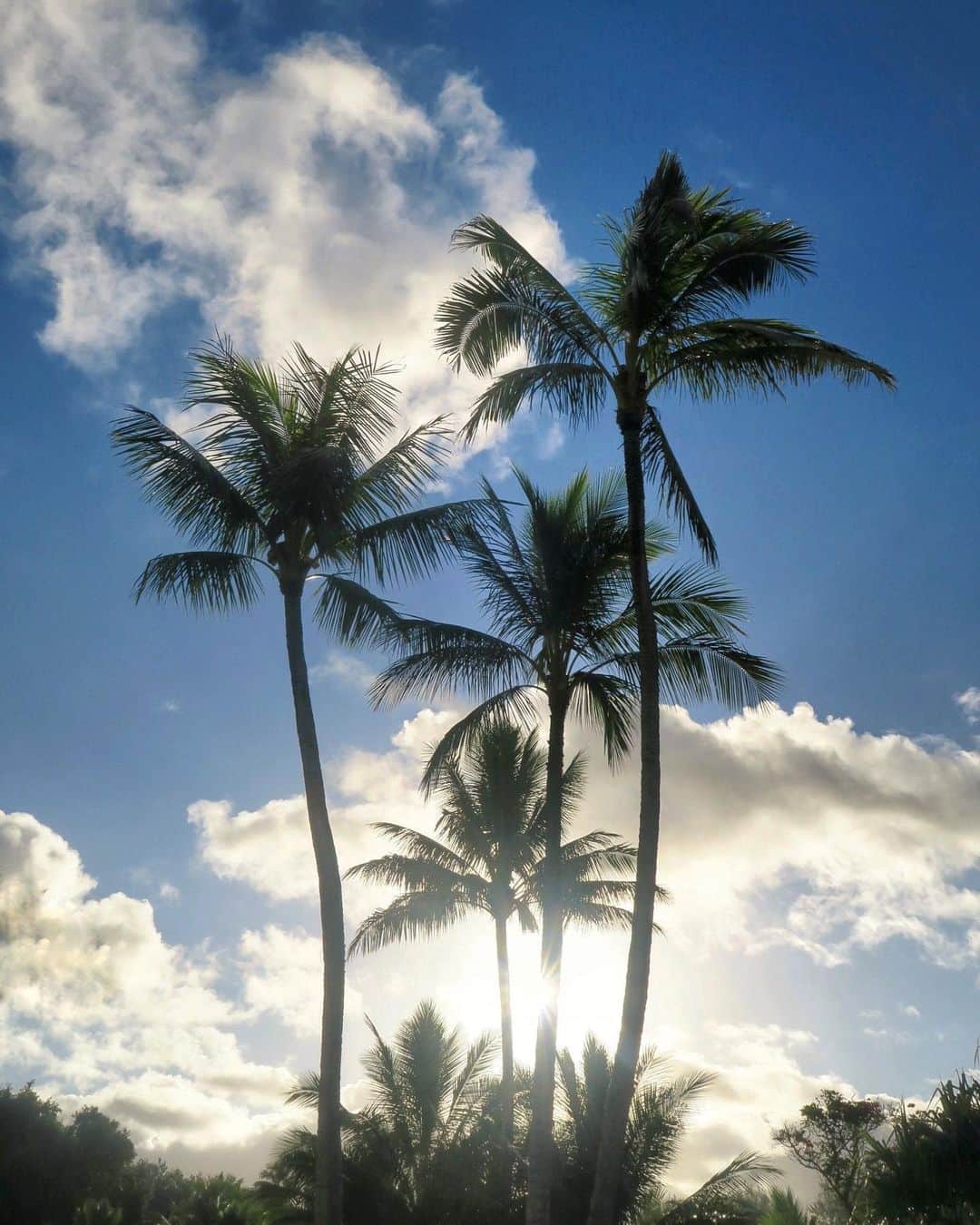 ミッシェルジョナスのインスタグラム：「🌴🌴🌴☀️🤙🏼」