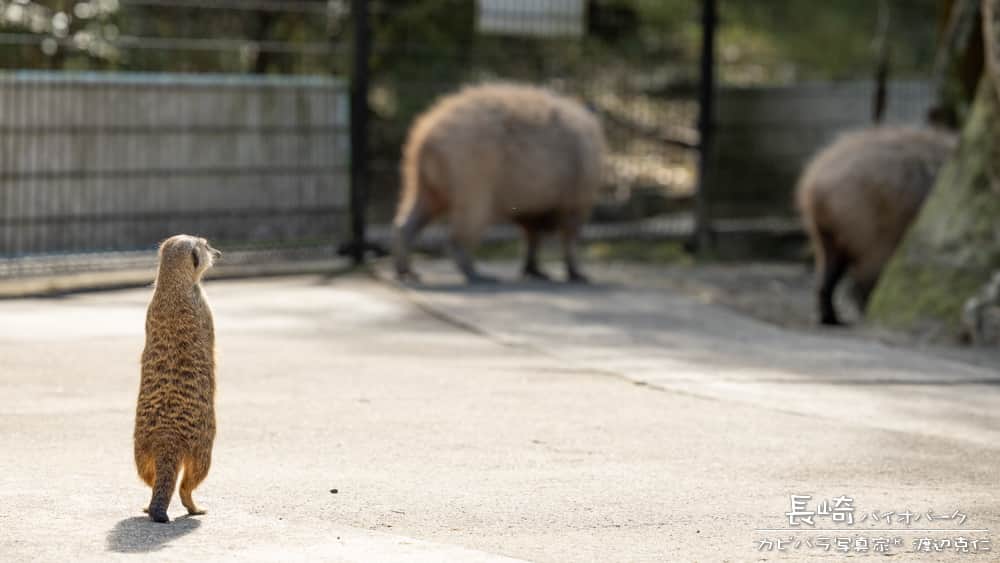 渡辺克仁さんのインスタグラム写真 - (渡辺克仁Instagram)「いってらっしゃーい。  #カピバラ #水豚 #capybara #おはよう」6月21日 7時00分 - katsuhito.watanabe