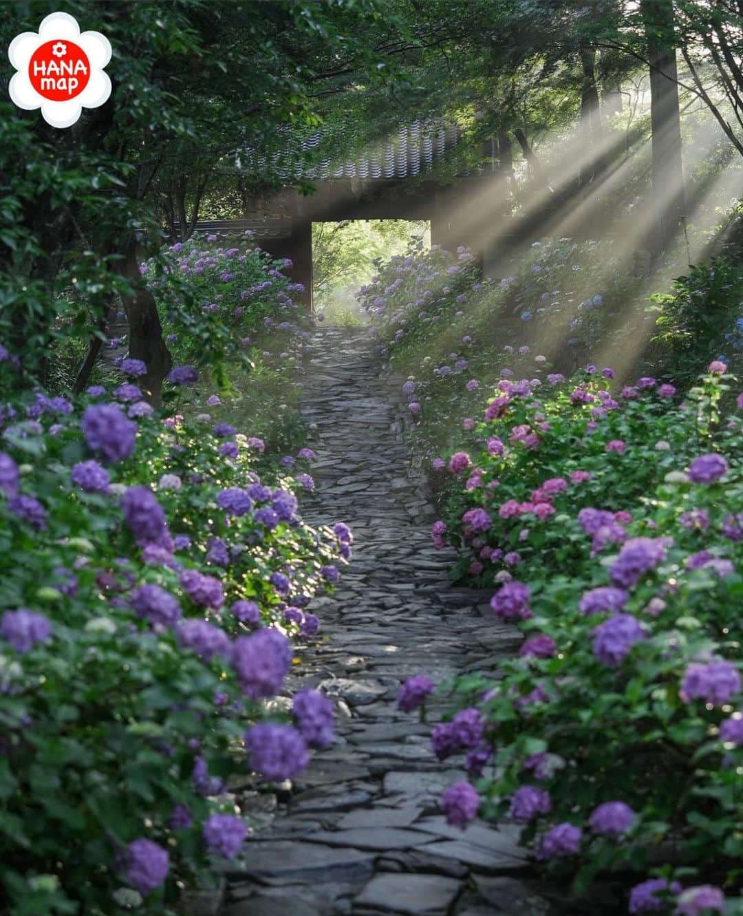 はなまっぷ❁日本の花風景さんのインスタグラム写真 - (はなまっぷ❁日本の花風景Instagram)「🌸はなまっぷ🌸 * @kazunobu_camera さんの 花のある風景に花まるを💮 * 神々しい光がさしこむ紫陽花の参道をありがとうございます😊🌸 * #愛知　#本光寺  Honkoji Temple,Aichi Pref * 紫陽花の花言葉 家族団欒 * #はなまっぷ #日本の美しい花風景#花のある風景#花#花言葉#紫陽花#アジサイ#あじさい#お寺#寺#参道#光芒#幸田町#梅雨 * いつも素敵なお花をありがとうございます😊 ※見頃が過ぎている花、終わっている花もご紹介させていただいています。 * 🌸••••••お知らせ••••••🌸 * 花風景検索サイト　はなまっぷ https://hanamap.com 🔍「はなまっぷ」または @hanamap プロフィール欄から ぜひご覧ください * 📖🌸📖🌸📖🌸📖🌸📖 四季の花々を訪ねていきたい にっぽんの花地図 好評発売中📘 📖🌸📖🌸📖🌸📖🌸📖」6月21日 7時10分 - hanamap