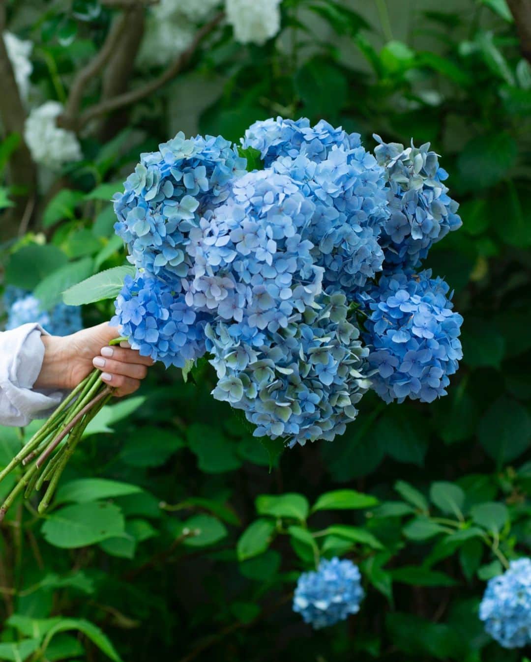 masakiさんのインスタグラム写真 - (masakiInstagram)「wed.21 Jun.2023 夏至 デトックスとリラックス わたしのハーブかわりのような、 癒しをくれる紫陽花を朝採り。 香りはしないけど、まるでアロマのように 心をおちつかせてくれる存在。 今年も楽しませてくれてありがとう♡」6月21日 7時35分 - mogurapicassowols