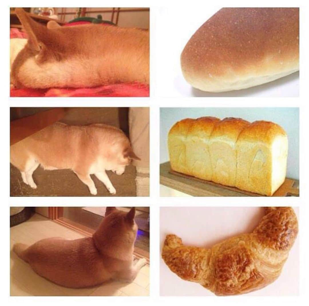 柴スナップさんのインスタグラム写真 - (柴スナップInstagram)「🥖🍞🥐」6月21日 8時32分 - shiba_snap