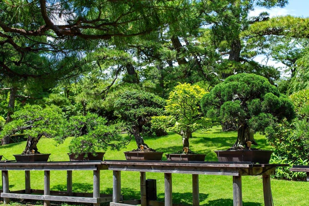 八芳園さんのインスタグラム写真 - (八芳園Instagram)「本日は「#夏至」。  「夏至」には「日長きこと至る」という意味があり、 一年で最も昼の時間が長く、夜が最も短い日です。  夏らしい空気に包まれる八芳園の日本庭園。  暦の流れと季節の移ろいに思いを馳せるひとときを、 この場所でお過ごしください。  🍃🍃🍃  #八芳園 #結婚式場 #日本庭園 #盆栽 #midsummer #happoen #初夏を楽しむフォトコンテスト2023  #紫陽花 #flowerstagram #flower_daily #はなまっぷ #私の花の写真 #日本の四季  #二十四節気 #カメラ部  #写真好きな人と繋がりたい #東京カメラ部 #その瞬間に物語を #風景写真  #japanesegarden #japan_of_insta #jp_views #special_spot #tokyo #japan_daytime_view #ig_jp #japanoinsta #japantravel #tokyotrip」6月21日 8時56分 - happoen