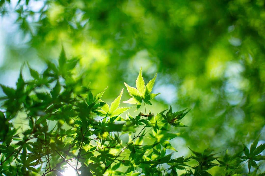 八芳園さんのインスタグラム写真 - (八芳園Instagram)「本日は「#夏至」。  「夏至」には「日長きこと至る」という意味があり、 一年で最も昼の時間が長く、夜が最も短い日です。  夏らしい空気に包まれる八芳園の日本庭園。  暦の流れと季節の移ろいに思いを馳せるひとときを、 この場所でお過ごしください。  🍃🍃🍃  #八芳園 #結婚式場 #日本庭園 #盆栽 #midsummer #happoen #初夏を楽しむフォトコンテスト2023  #紫陽花 #flowerstagram #flower_daily #はなまっぷ #私の花の写真 #日本の四季  #二十四節気 #カメラ部  #写真好きな人と繋がりたい #東京カメラ部 #その瞬間に物語を #風景写真  #japanesegarden #japan_of_insta #jp_views #special_spot #tokyo #japan_daytime_view #ig_jp #japanoinsta #japantravel #tokyotrip」6月21日 8時56分 - happoen