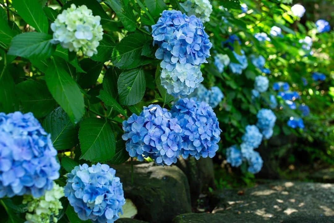 八芳園のインスタグラム：「本日は「#夏至」。  「夏至」には「日長きこと至る」という意味があり、 一年で最も昼の時間が長く、夜が最も短い日です。  夏らしい空気に包まれる八芳園の日本庭園。  暦の流れと季節の移ろいに思いを馳せるひとときを、 この場所でお過ごしください。  🍃🍃🍃  #八芳園 #結婚式場 #日本庭園 #盆栽 #midsummer #happoen #初夏を楽しむフォトコンテスト2023  #紫陽花 #flowerstagram #flower_daily #はなまっぷ #私の花の写真 #日本の四季  #二十四節気 #カメラ部  #写真好きな人と繋がりたい #東京カメラ部 #その瞬間に物語を #風景写真  #japanesegarden #japan_of_insta #jp_views #special_spot #tokyo #japan_daytime_view #ig_jp #japanoinsta #japantravel #tokyotrip」