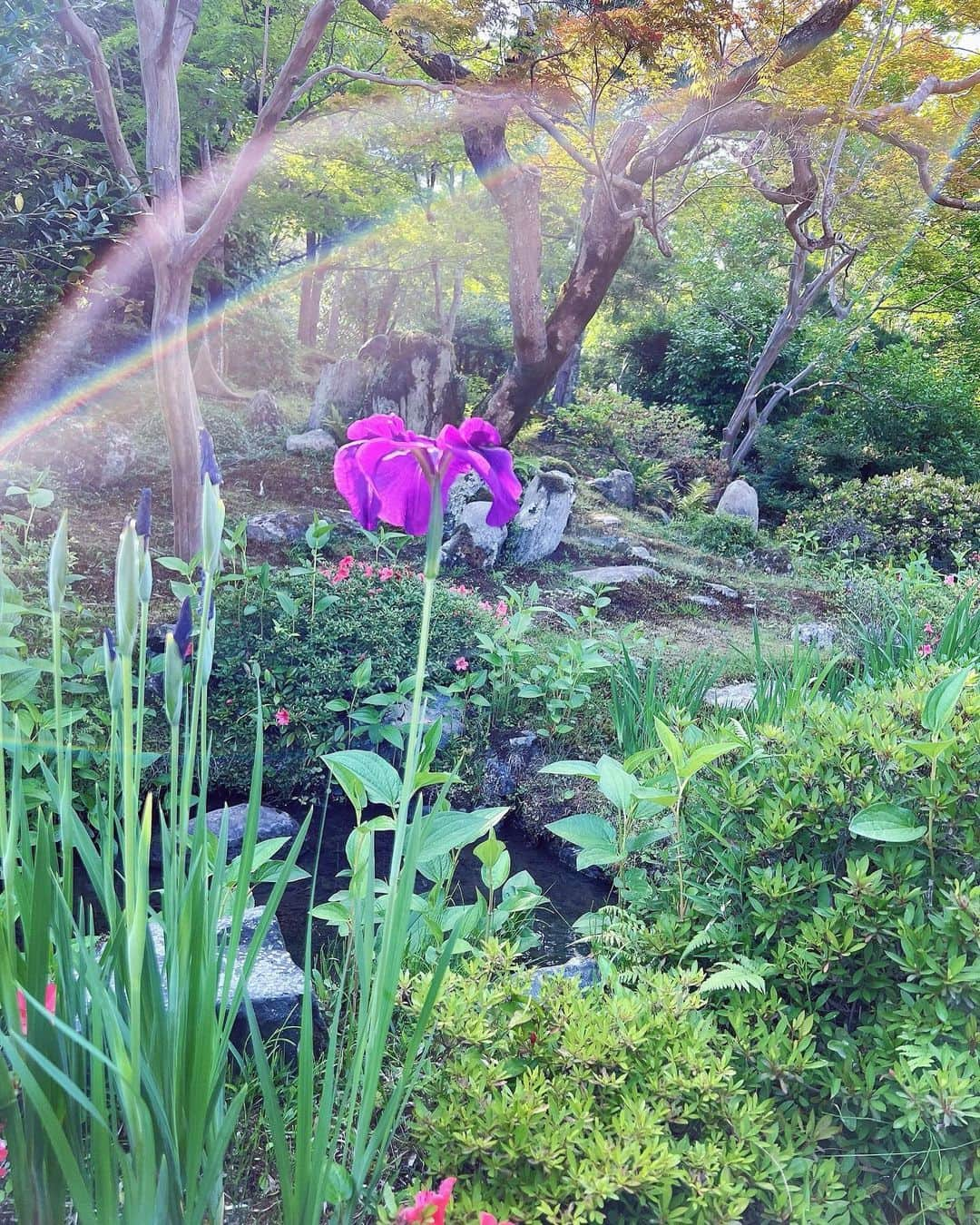 道江幸子さんのインスタグラム写真 - (道江幸子Instagram)「天龍寺に咲く虹の花🌈♡ ⁡ ⁡ ⁡ ⁡ ⁡ ⁡ #日本 #京都 #撮影 #嵐山 #天龍寺 #1年前の今日シリーズ」6月21日 18時38分 - sachiko_michie