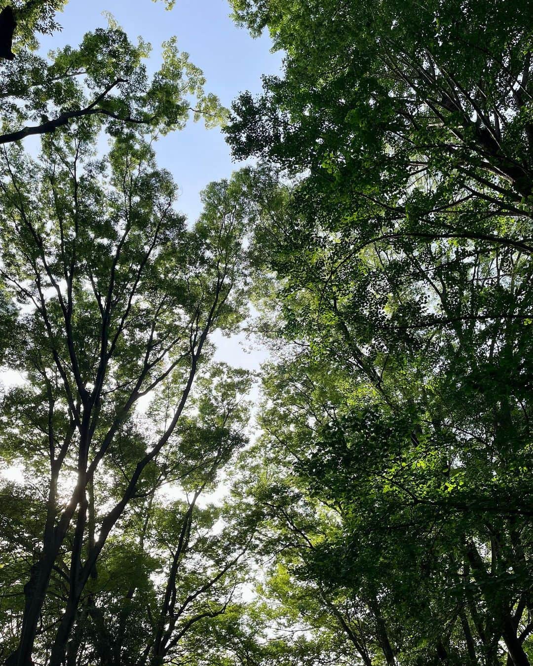 高見恭子さんのインスタグラム写真 - (高見恭子Instagram)「緑輝く場所で耳を澄ませよう  #green #greenpower  #lovegreen  #natural #nature  #naturelover #park」6月21日 18時39分 - takami_kyoko