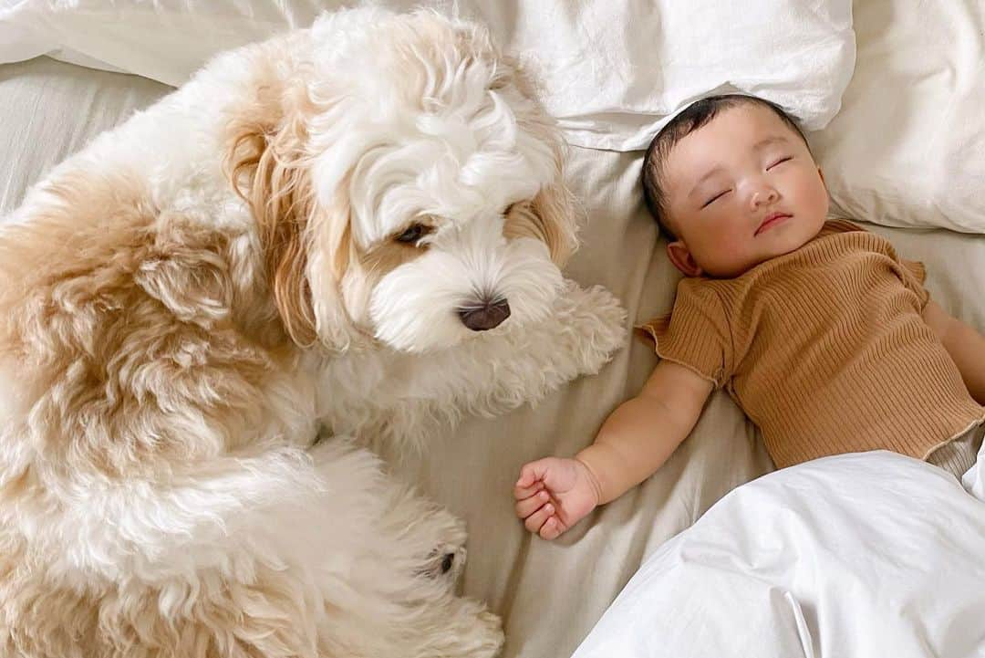 あんちゃんさんのインスタグラム写真 - (あんちゃんInstagram)「🐶👶🏻💤  寄り添うオレ🫶  あんちゃんのことが だーいすきな妹ちゃん👶🏻🎀  いつもあんちゃんのそばに行きたくて 高速ハイハイ頑張ってます✨笑  でもモフモフ触りたくて 手を伸ばしてみるけど いつも逃げられてる😂😂  そりゃ〜痛いのヤダもんね🥲  起きてる時は 毛を強く握られたりするから 逃げがちなあんちゃんだけど  妹ちゃんが寝てる時は ちゃっかりそばに来てくれます🤭❤️  妹ちゃんがYogiboで寝落ちてると 隣に来て 一緒にYogibo使ってたり🥰❤️  それを見ると 「嫌いにはなってないのかな…💓」 ってちょっと安心するし ホッコリした気持ちになる😌  あんちゃんが妹ちゃんを 嫌いにならないように、  好きでいられるように、  今後も痛い思いしないように ちゃんと守りつつ ふたりの関係を見守ろうと思います☺️💕  #キャバションあんちゃん  #あんちゃん　#ぬいぐるみ犬 #スヌーピー  #スヌーピー犬 #キャバション　#キャバビション　 #キャバリア #キャバリアキングチャールズスパニエル #ビションフリーゼ　 #犬  #いぬすたぐらむ #犬のいる暮らし  #わんこなしでは生きていけません会 #いぬのきもち  #犬好きな人と繋がりたい #短足部　#比熊犬 #doglove #cavachon #inustagram #puppy  #snoopy #andy #멍스타그램 #개스타그램　#댕스마스」6月21日 18時47分 - anchan_0115_andy