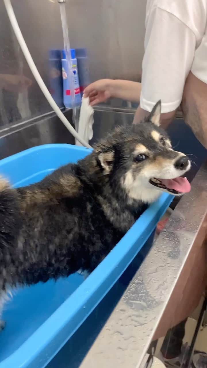 吾子のインスタグラム：「おけつぷりぷり🍑あこわん🐶❤️」