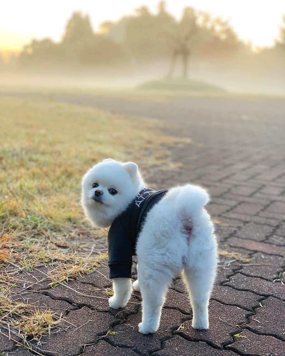 ニコちゃんのインスタグラム